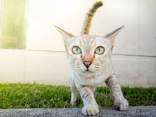 Obraz premium Action Animal Themes Cat Close-up Cute Cat Domestic, action cat funny, eye,Thai cat in looking action