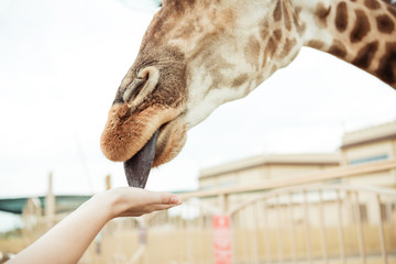 giraffe licking hand © LIGHTFIELD STUDIOS