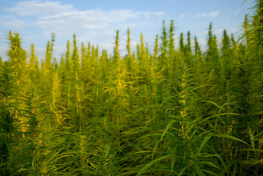 Cannabispflanzen unter freiem Himmel