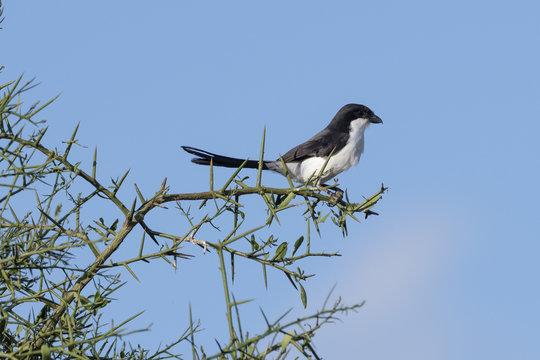 Cabanisi Bilder Durchsuchen 42 Archivfotos, und Videos