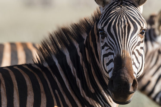 Portrait of a common zebra (Equus quagga) looking at the camera, Tsavo, Kenya