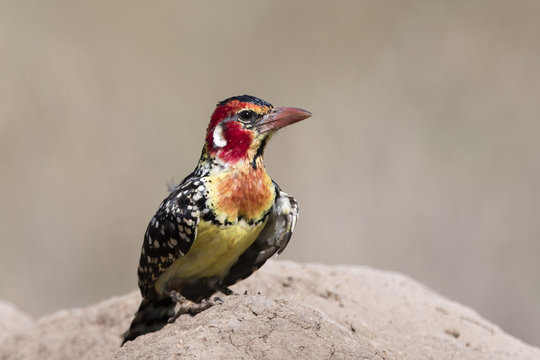 A red-and-yellow barbet (Trachyphonus erythrocephalus) on a termite mound, Tsavo, Kenya