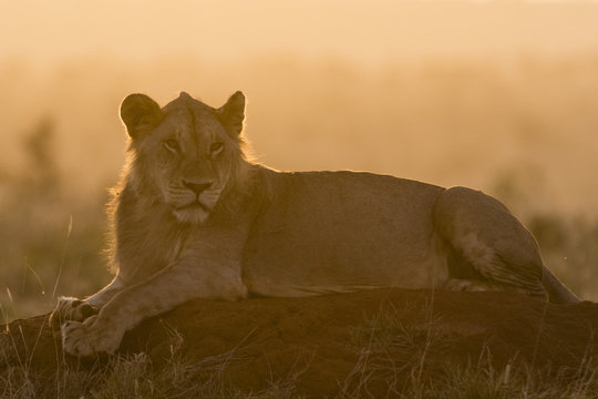 A lion (Panthera leo) resting on a termite mound at sunset, Tsavo, Kenya
