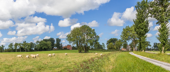 Fototapeta na wymiar Panorama of sheep in a dutch landscape near Wetsinge