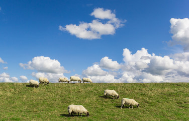 Sheep grazing on a dutch dike near Groningen