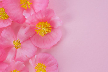 pink flowers