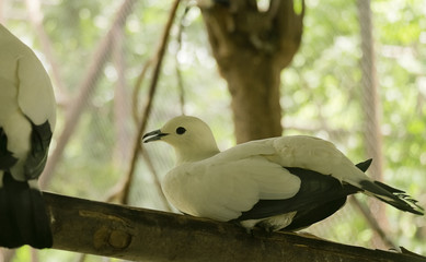 White dove