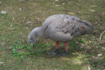 Cape Barren goose