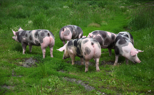 Group photo of young pigs on green grass near the farm