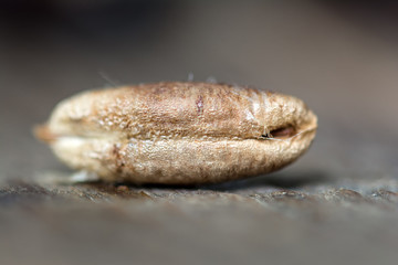 Dates seeds on wooden background