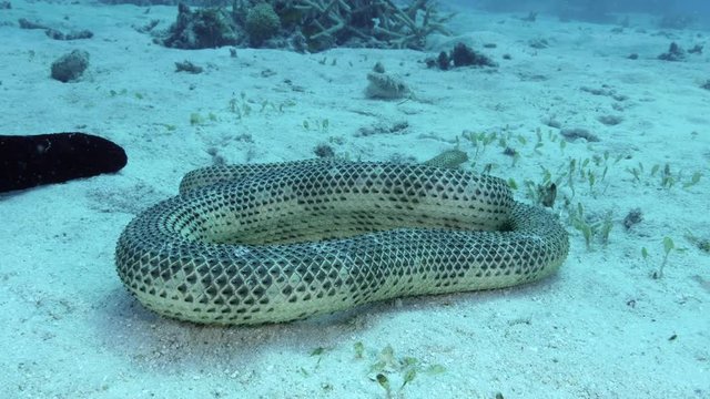 Dubois' sea snake investigates camera