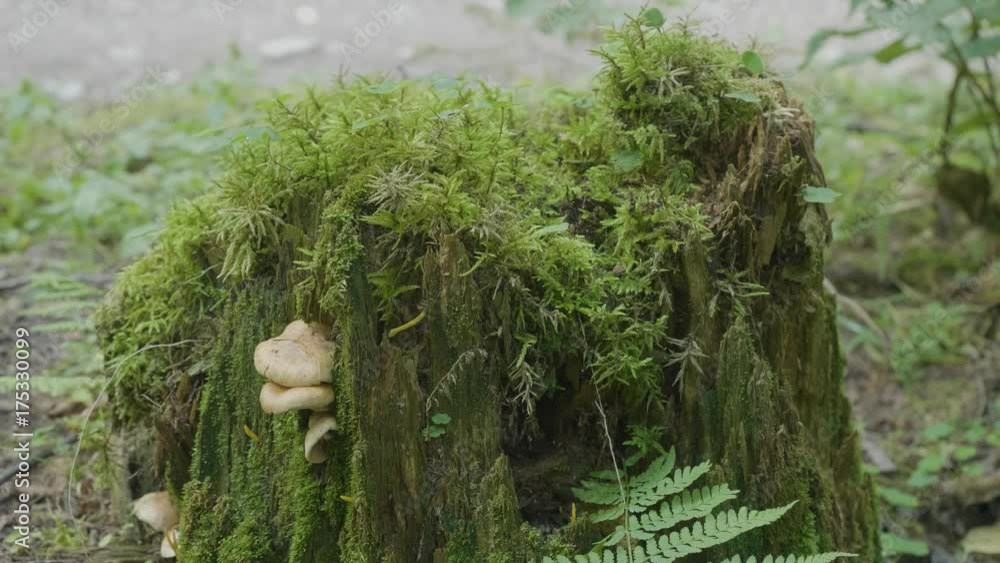 Poster old stump in the forest covered with moss with large roots. moss on stump in the forest