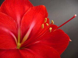 Amarylis
Macro einer roten Amarylisblüte vor schwarzem Hintergrund.