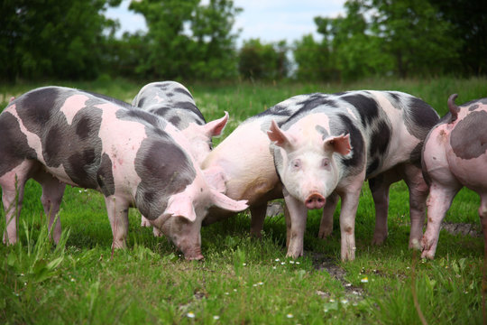 Group photo of young pigs on green grass near the farm
