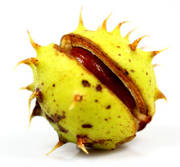 Chestnuts that have fallen from the tree on a white background