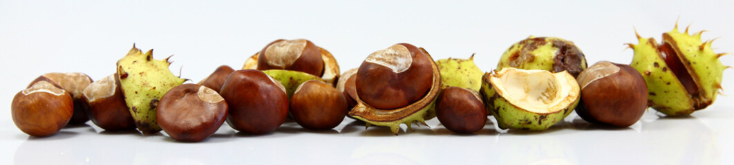 Chestnuts that have fallen from the tree on a white background