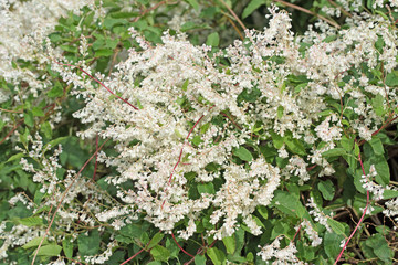 Schlingknöterich, Fallopia baldschuanica