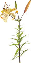 Fototapeta na wymiar tiger yellow lily flower with two buds