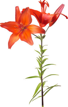 isolated on white lily red flower with two blooms and bud