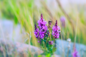 Nature Colorful Natural Blurred Background Of Out Of Focus Meadow. Bokeh wild flowers With Sunlight Colors Abstract Background