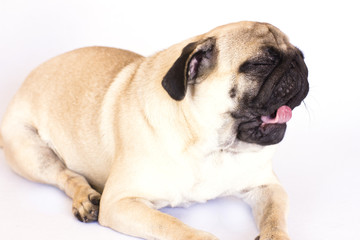 Obraz premium The lying pug is yawning. White background. Isolated.