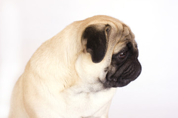 A sitting pug dog looking sad. Isolated.