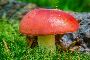 a little mushroom in nature
