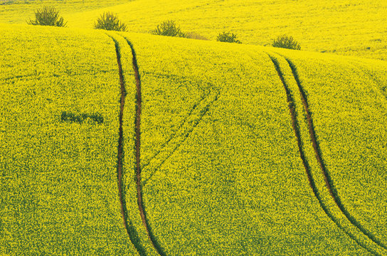 Natural Yellow Background Texture. Rapeseed field with wavy abstract landscape yellow pattern. Yellow undulating fields of Rape crops. Spring rural conola landscape in Yellow Colors. Europe, Czech