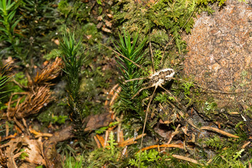 little spider