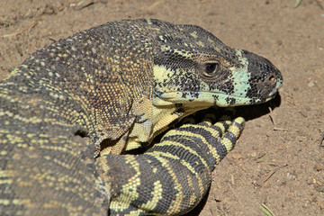 Head of a goanna lizard