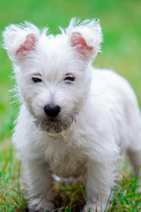 Purebred adult West Highland White Terrier dog on grass in the garden on a sunny day.