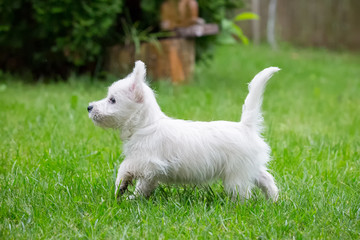 Naklejka na ściany i meble Purebred adult West Highland White Terrier dog on grass in the garden on a sunny day.