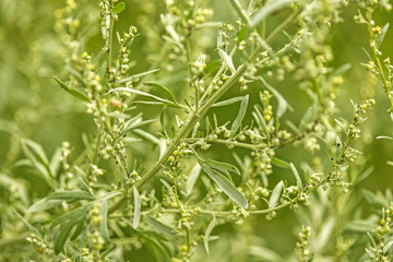 Wermut, Artemisisa absinthum, Heilpflanze