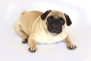 A lying pug dog looking sad. Isolated.