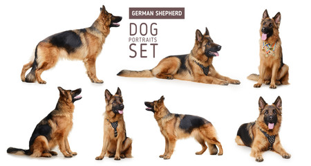 Set of Portraits of Fluffy German Shepherd Dog. The symbol of 2018 year by Chinese traditional...