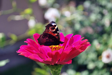 Butterfly (european peacock) sitting on a pink flower	