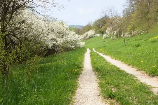 Weg im Fr&uuml;hling