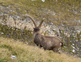Kapitaler Alpensteinbock am Brienzergrat, Schweiz