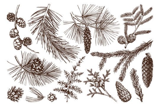 Vector collection of hand drawn christmas decor elements with bird. Vintage winter plants sketch set. Conifers, berries, flowers, cones, seeds illustration. Outlines. Holiday design.