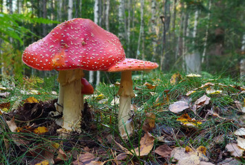 group of fly agaric mushrooms in forest