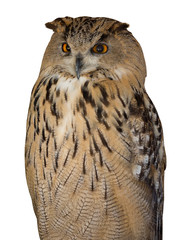 big brown eagle-owl on white