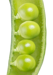 four peas in pod isolated on white