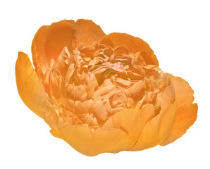 isolated orange dense peony bloom