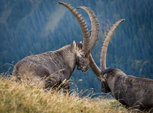 Zwei kapitale Alpensteinb&ouml;cke am Brienzergrat, Schweiz