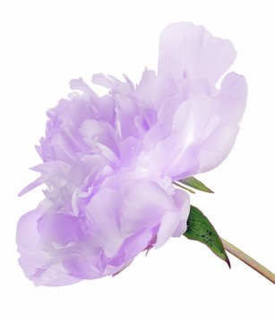 Fototapeta isolated lilac peony flower large bloom