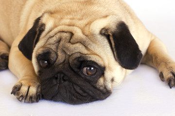A lying pug dog looking sad. Isolated.