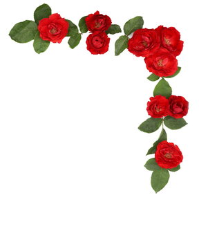 red rose white background  wreath garland flower nature beauty with clipping path