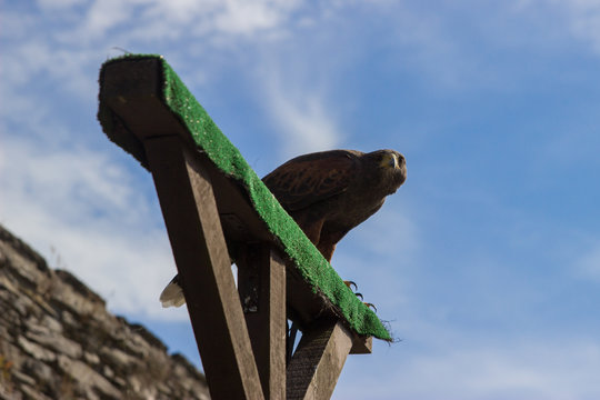 Hawk on wooden stand