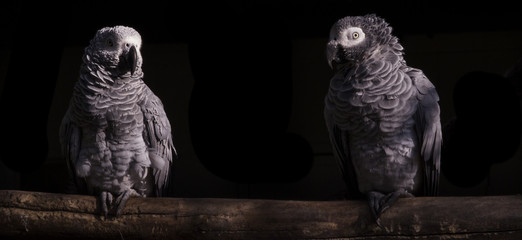 two African Grey Parrot sitting next ot each other © Arno