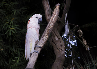 White Parrot on Branch
